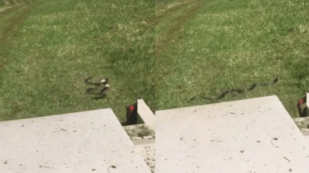 viral-video-snake-goes-on-full-attack-mode-after-man-slows-down-mowing-machine-watch