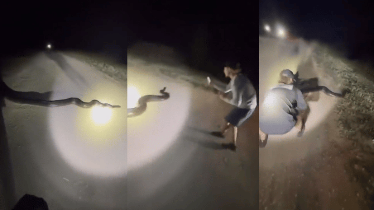 17-Foot Long Python Caught In Florida; Viral Video Terrifies Internet ...