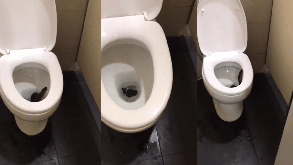 Viral Video Snake Found In Toilet Seat Petrifies The Watch