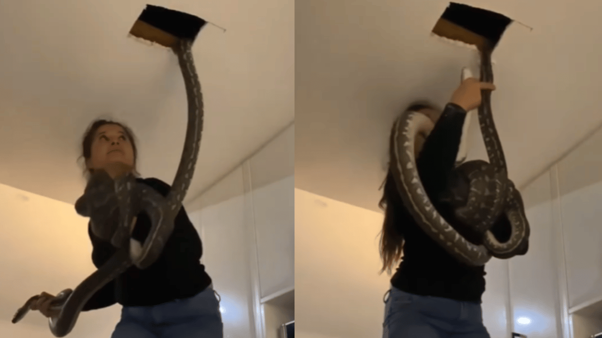Viral Video: Woman Finds Massive Pythons In Ceiling; Takes Them Down ...