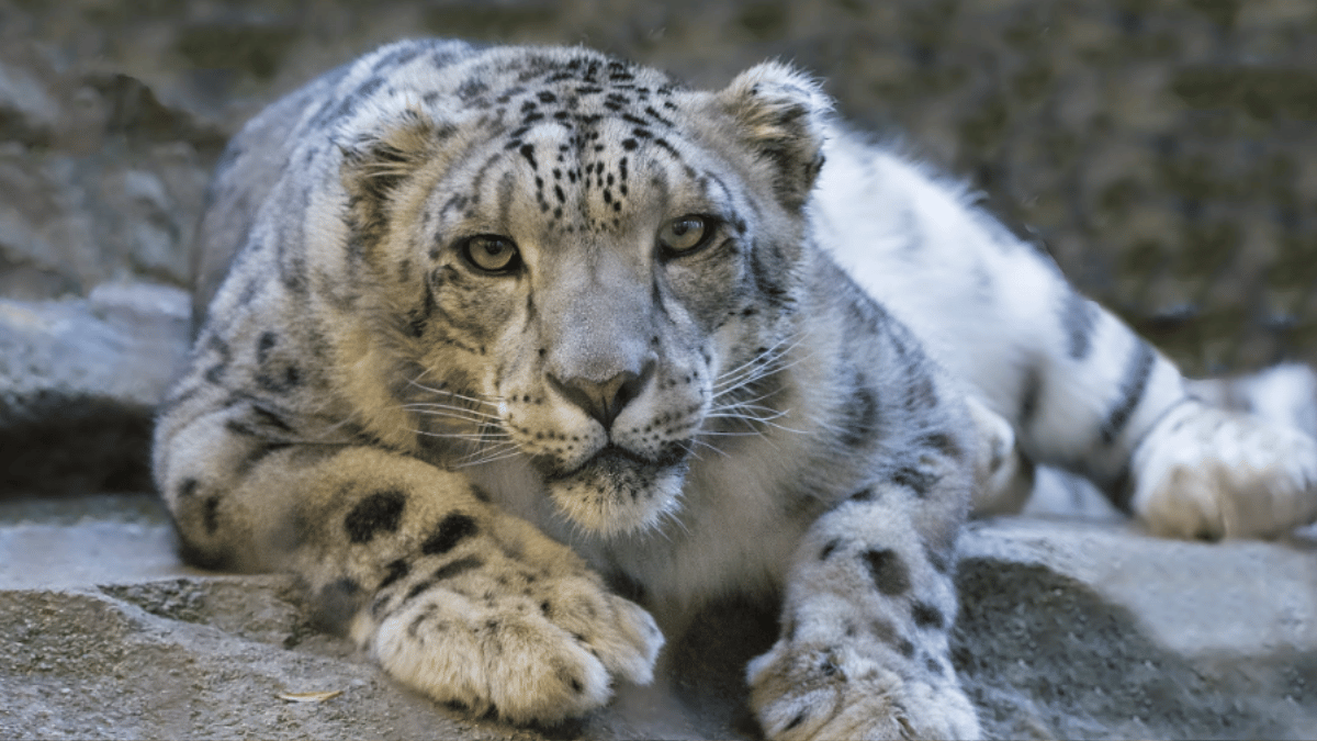 Snow Leopard