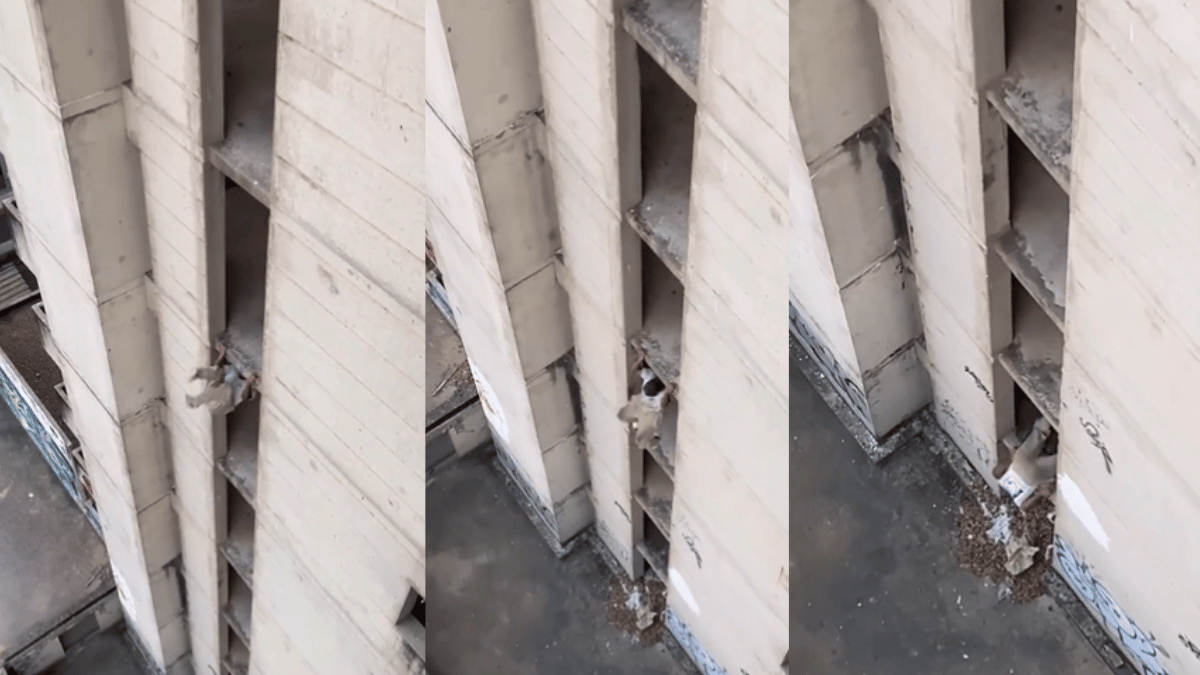 viral-video-man-swings-his-way-down-to-ground-from-8-storey-building-internet-terrified-watch
