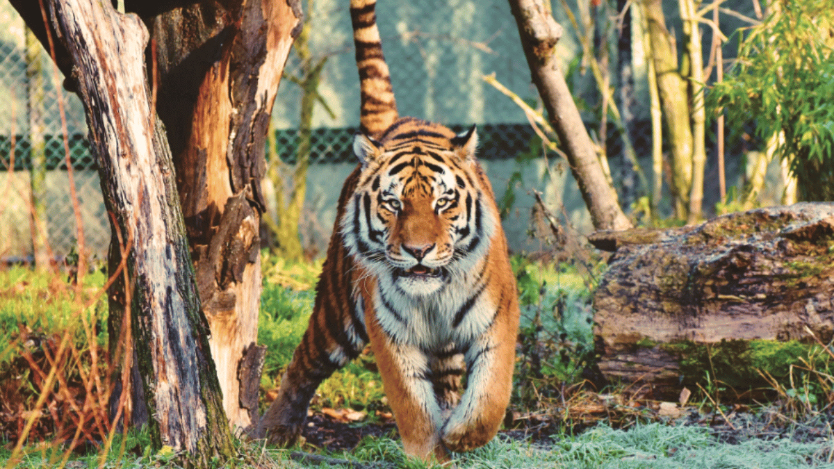 Tiger