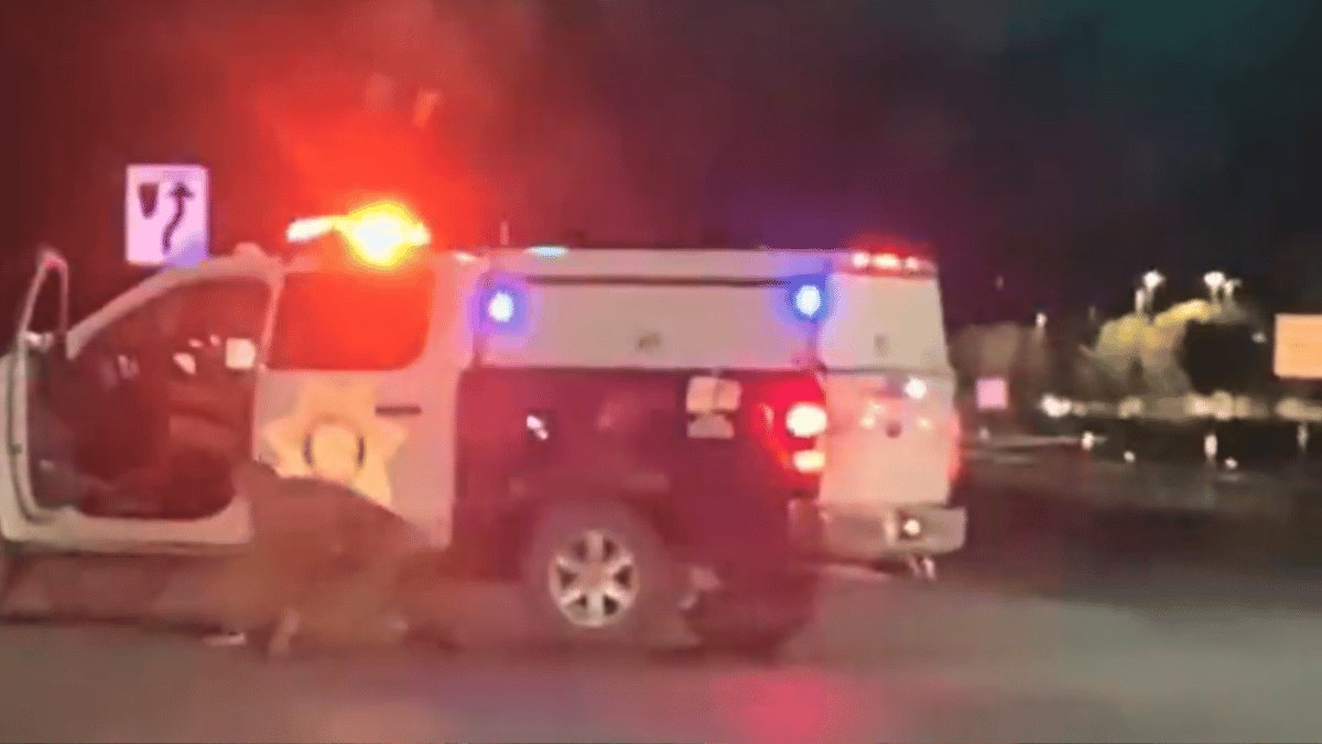 Naked Man Runs Away With Police Patrol Car Gets Caught After Crash Viral Video Sends Netizens