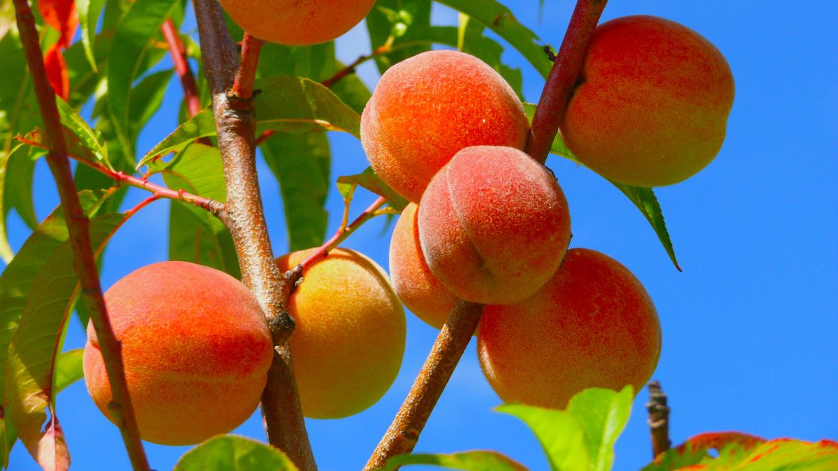 5-advantages-of-eating-pink-fruit-peaches-this-winter-season