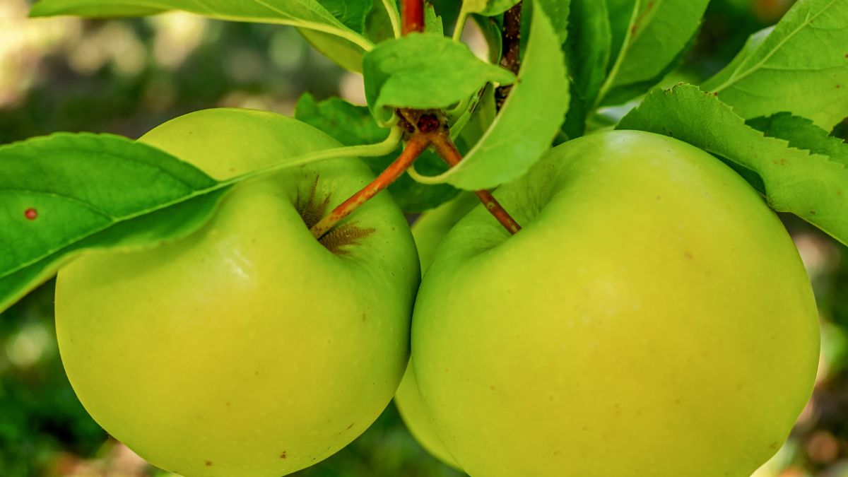 Green Apple: Uses, Benefits, Side Effects and More! - PharmEasy Blog