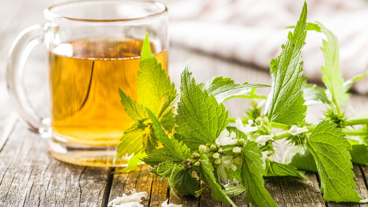 5-benefits-of-drinking-nettle-tea-everyday-know-easy-way-to-make-it