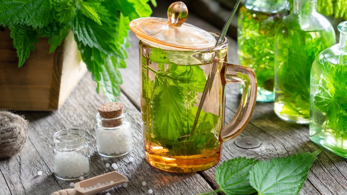 Benefits Of Drinking Nettle Tea Everyday Know Easy Way To Make It