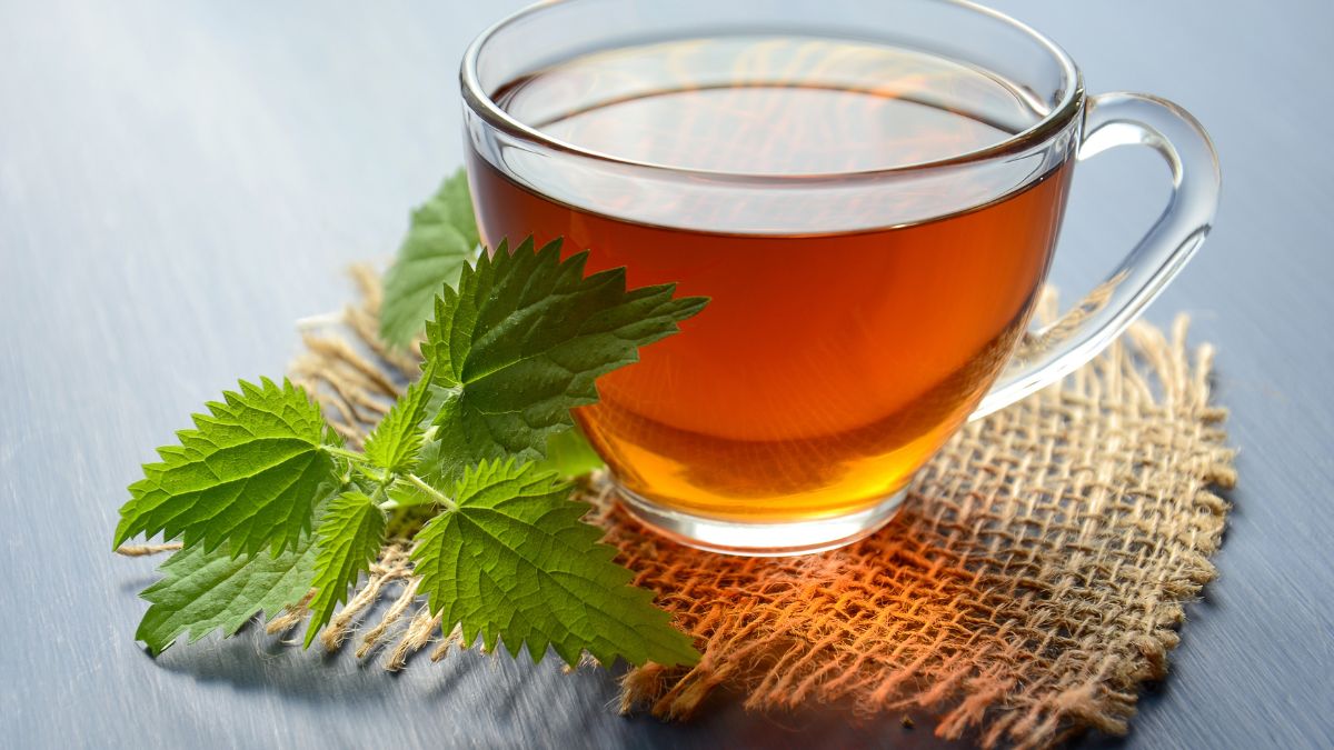 Benefits Of Drinking Nettle Tea Everyday Know Easy Way To Make It