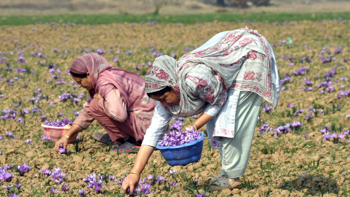 pm-kisan-yojana-15th-installment-to-be-disbursed-on-november-15-beneficiary-list-available-check-names-amount-rs-2000-check-here