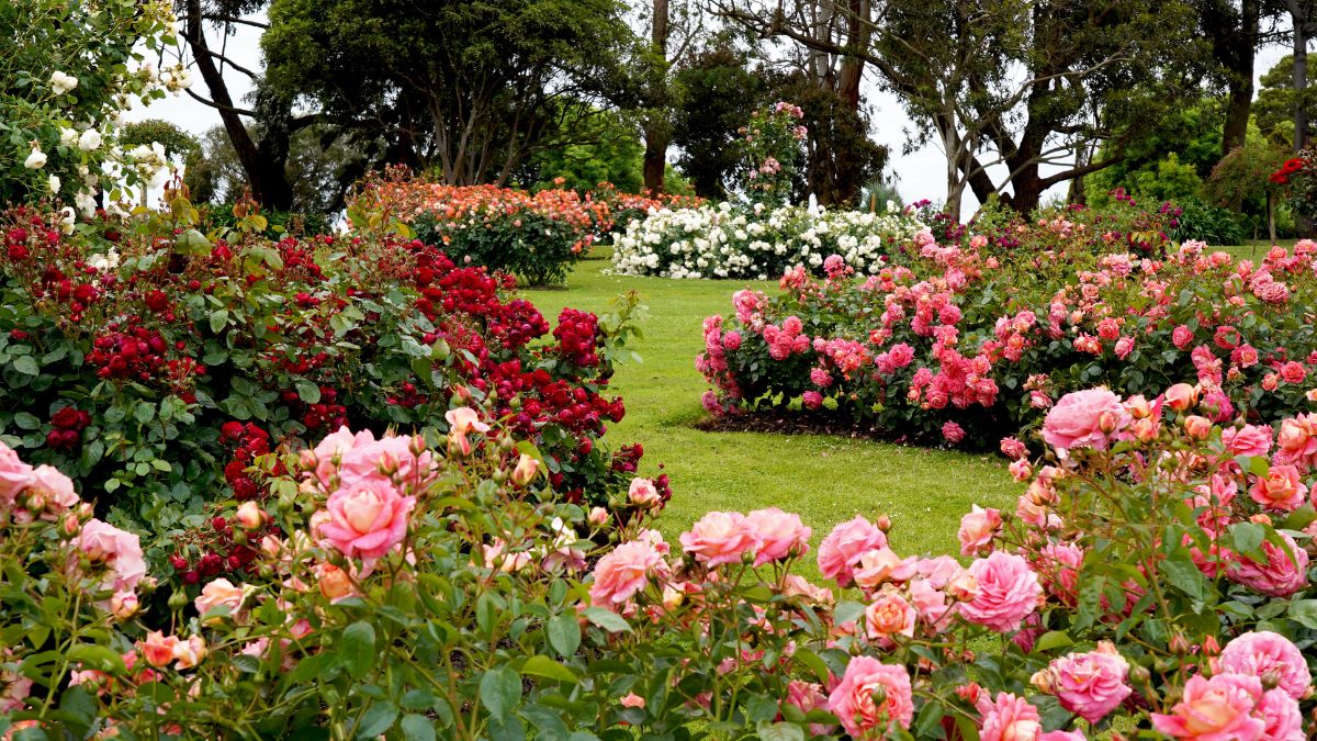 5-winter-flowers-which-you-must-add-into-your-garden