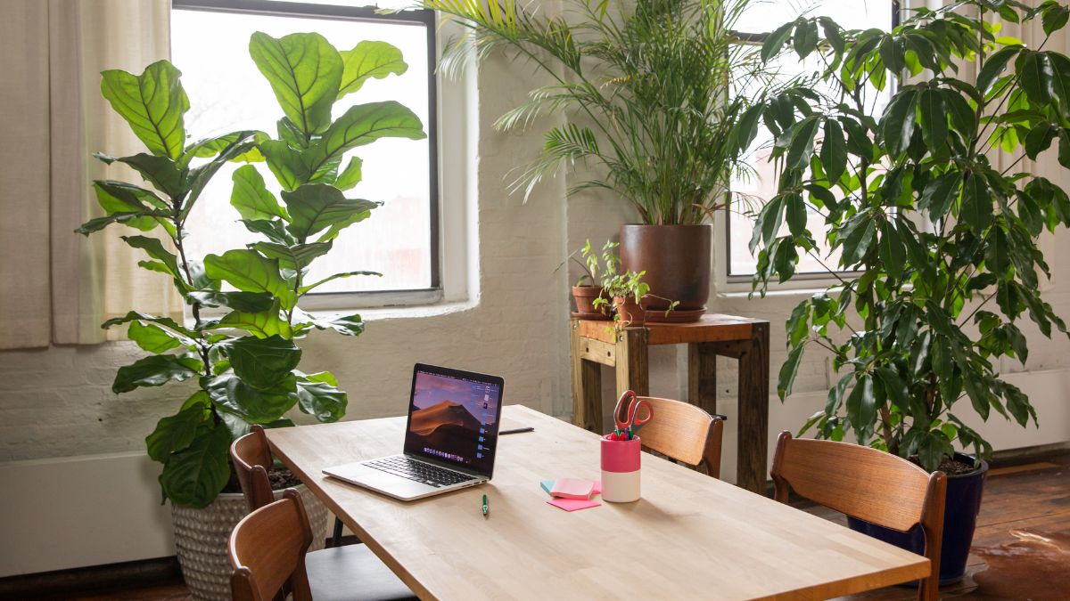 Make Your Office Your Next Home By Adding These Indoor Plants On Your Desk