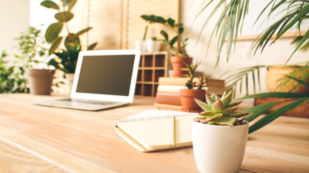 Make Your Office Your Next Home By Adding These Indoor Plants On Your Desk