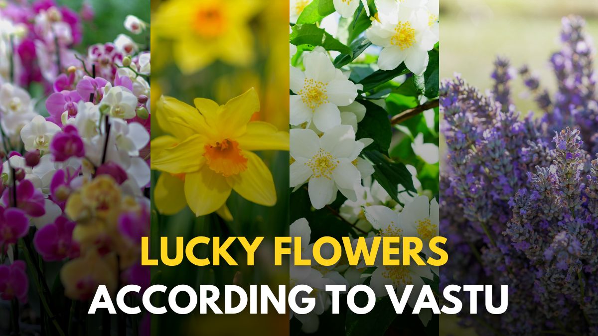 5 flowers that can bring prosperity and happiness to your home as per Vastu