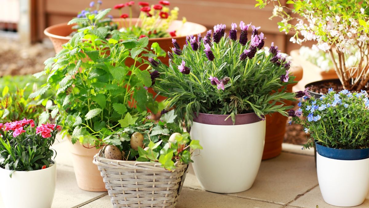 7 Vastu plants that should be placed at the entrance of your home to welcome abundance
