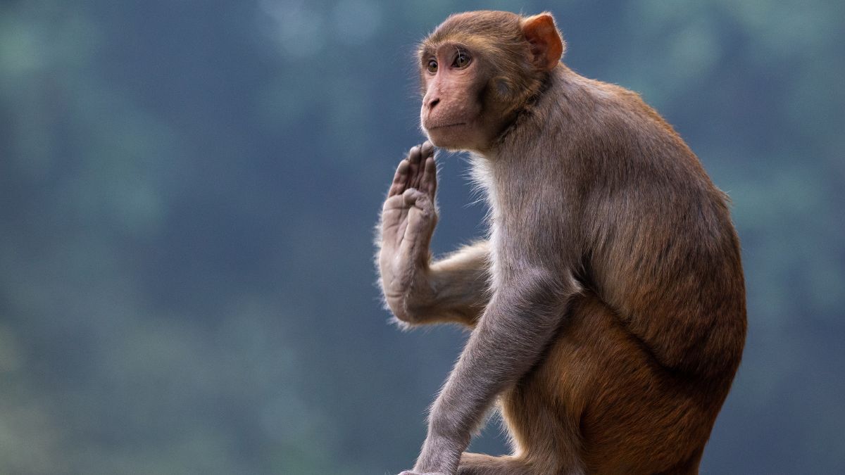 gandhinagar-monkey-attack-kills-10yearold-boy-in-salki-village-officials-say-intestines-ripped-out