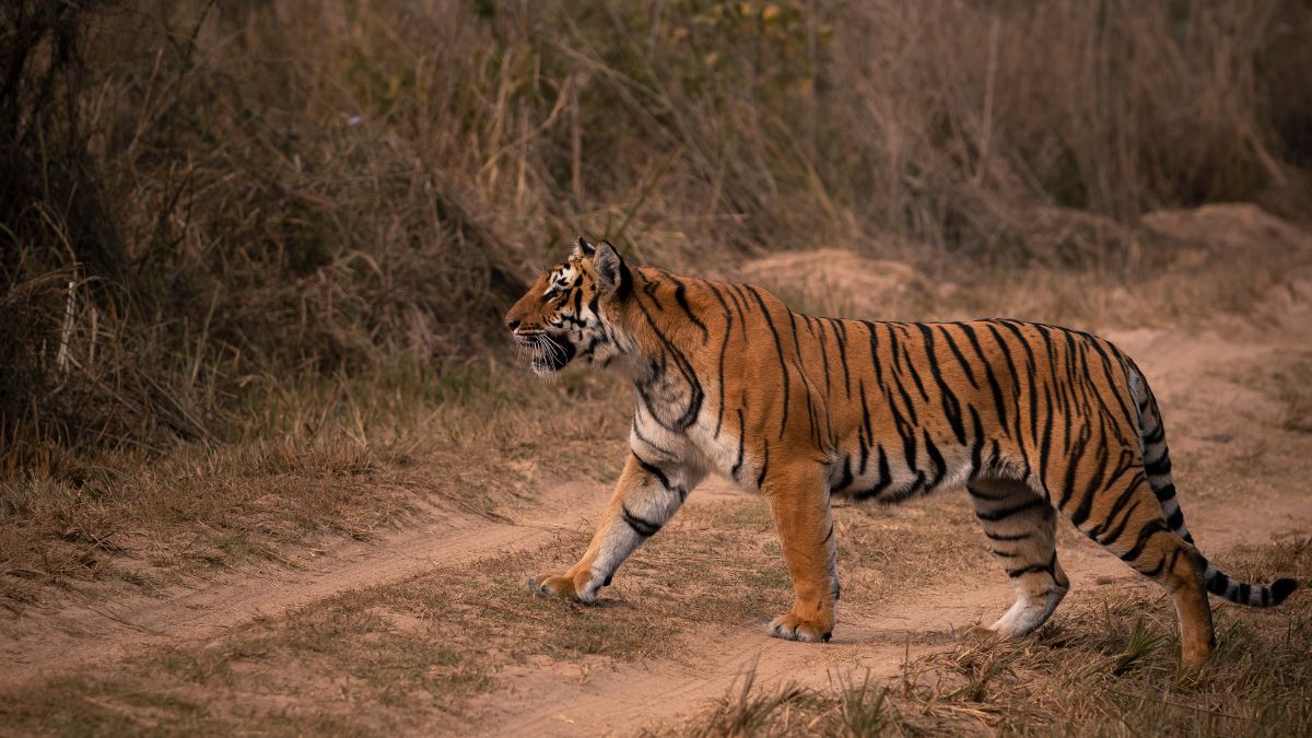 jammu-news-royal-bengal-tigers-brought-to-jambu-zoo-from-chennai-as-part-of-exchange-programme