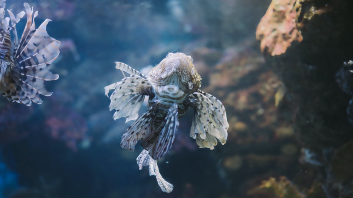 Lionfish