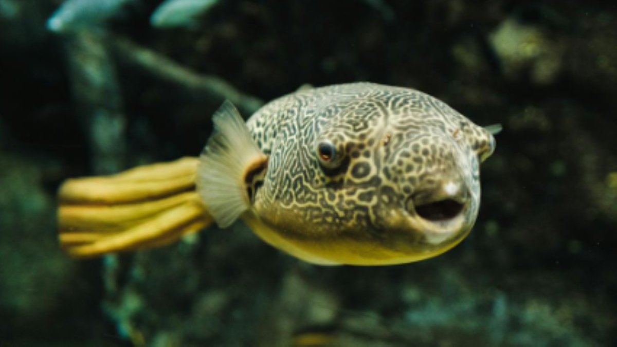 Top 10 Most Dangerous Fishes In The World | Stonefish To Great White Shark