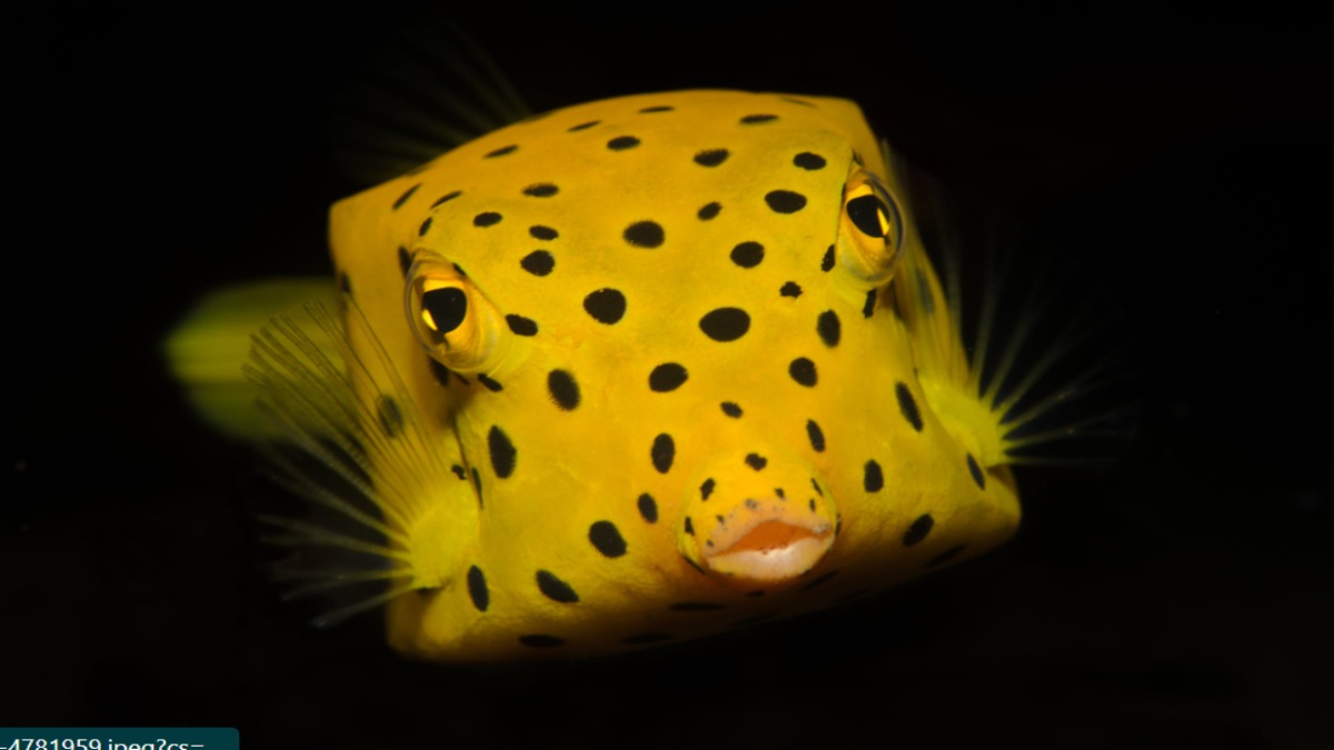 Boxfish
