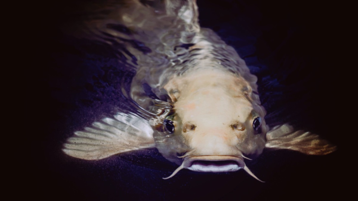 Wels Catfish