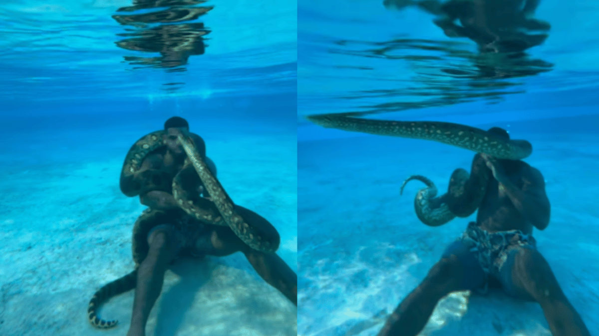 man-poses-with-giant-anaconda-inside-pool-earns-respect-on-internet-for-his-courage-viral-video