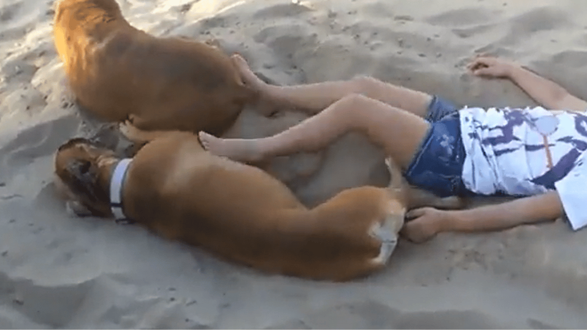 girl-annoys-dogs-on-beach-day-out-what-happened-next-left-netizens-satisfied-watch-viral-video
