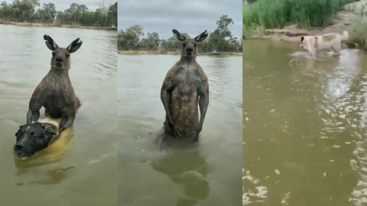 Viral Video: Man Boxes With Kangaroo To Save Pet Dog From Drowning ...