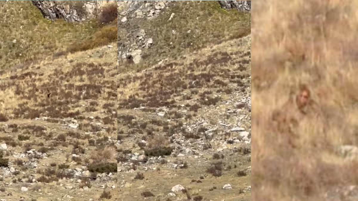 Bigfoot Spotted In Colorado Mountains? Viral Video Breaks The Internet