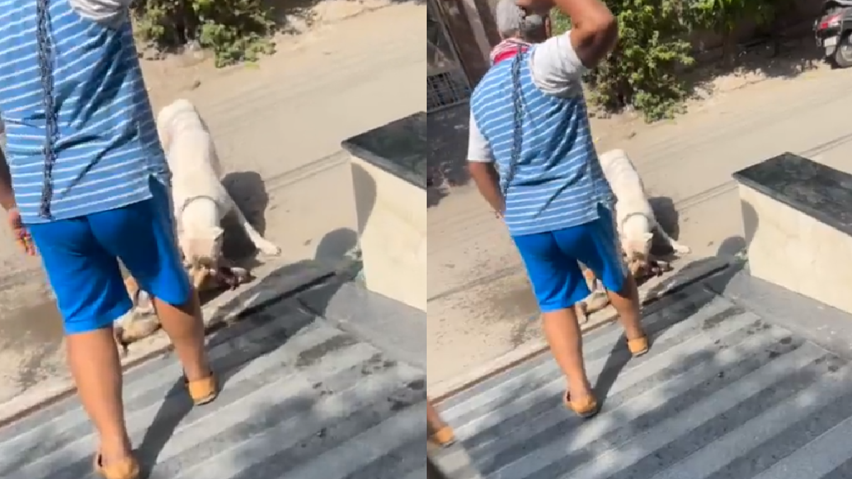 pit-bull-ruthlessly-attacks-street-dog-in-noida-netizens-call-out-owner-for-not-being-able-to-control-his-own-pet-viral-video