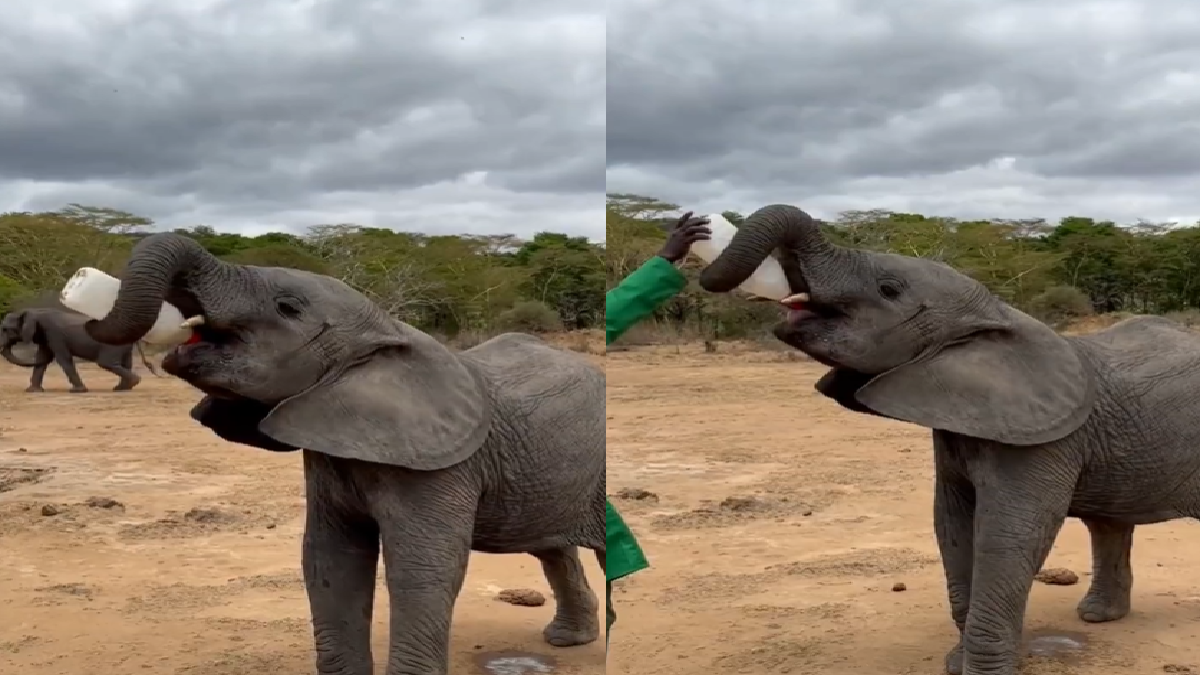 viral-video-of-baby-elephant-drinking-milk-from-a-bottle-is-the-cutest-thing-on-the-internet-watch