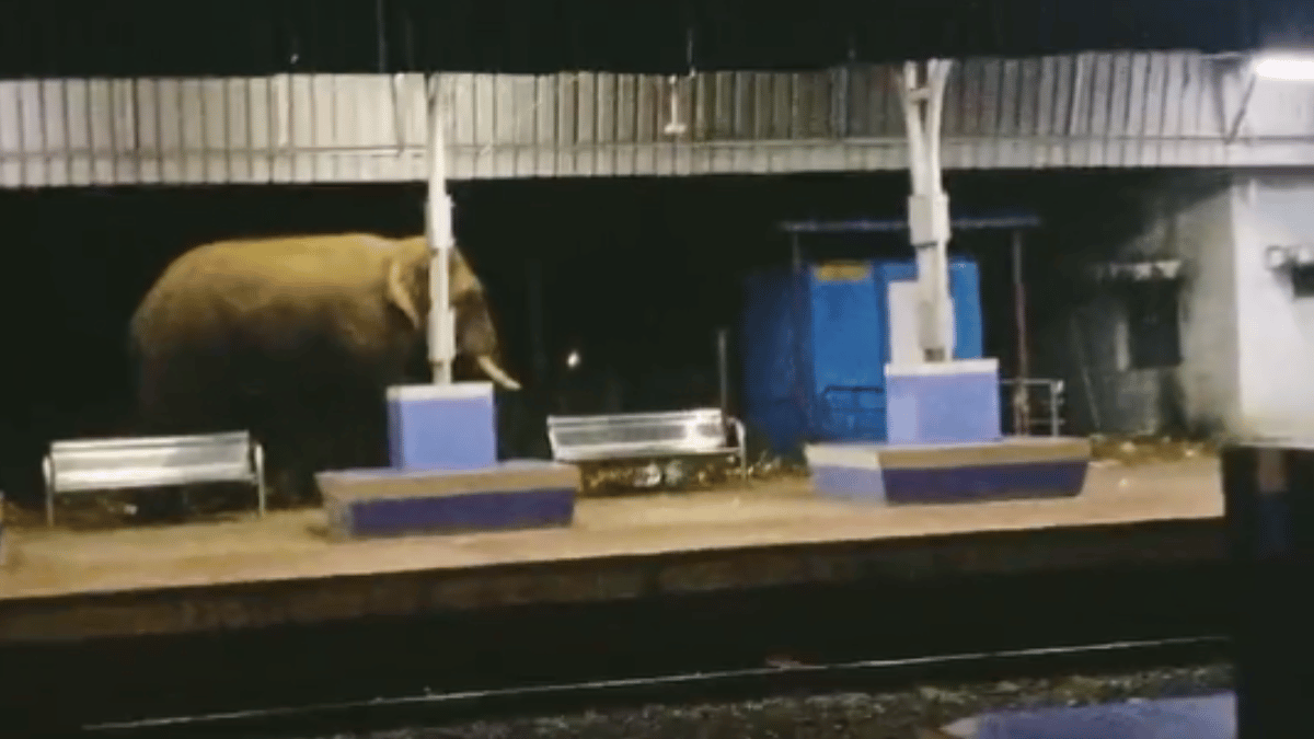 viral-video-elephant-takes-strolls-at-parvathipuram-railways-station-humble-giant-night-walk-leaves-netizens-amused-watch
