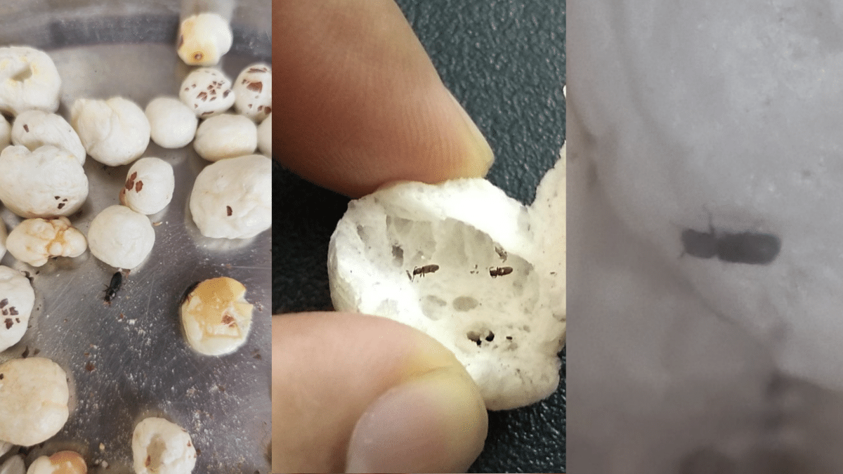 man-finds-live-bugs-in-makhana-ordered-from-flipkart-triggered-netizens-say-non-veg-makhana-on-sale