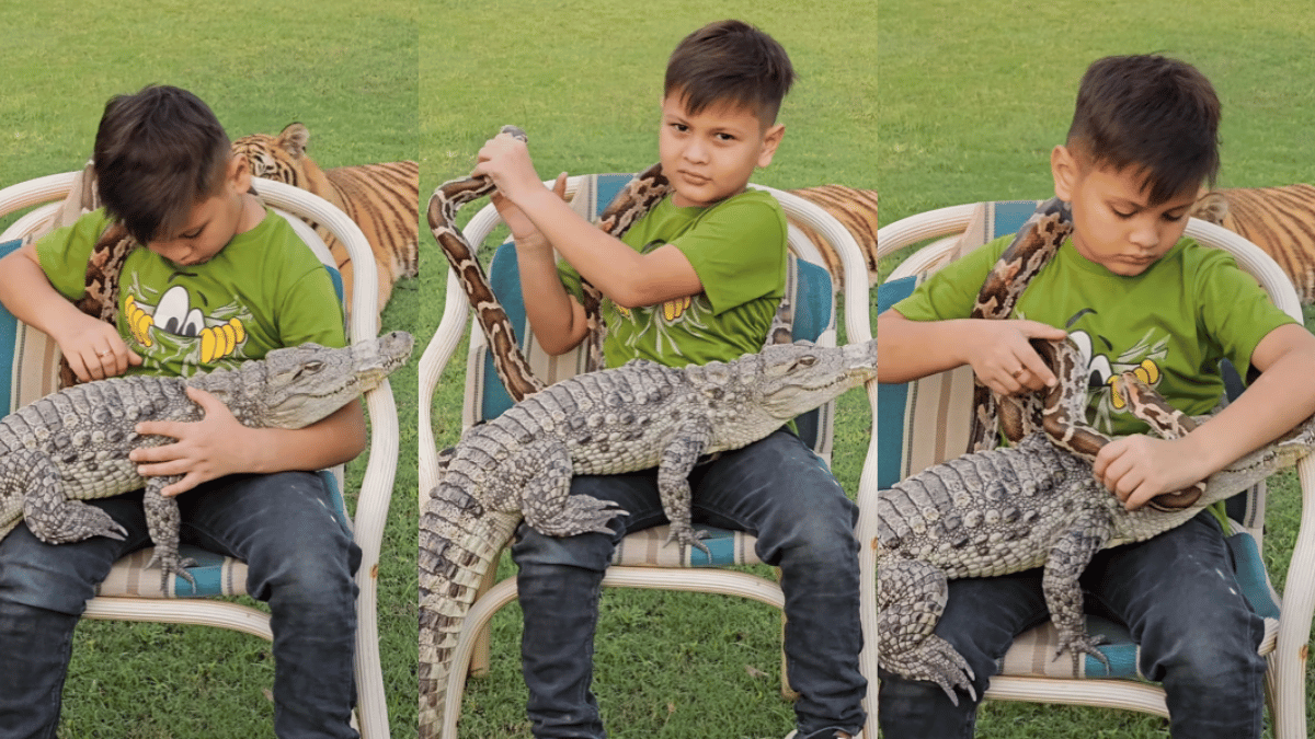 A baby’s photo shoot with a giant snake, crocodile and tiger went viral