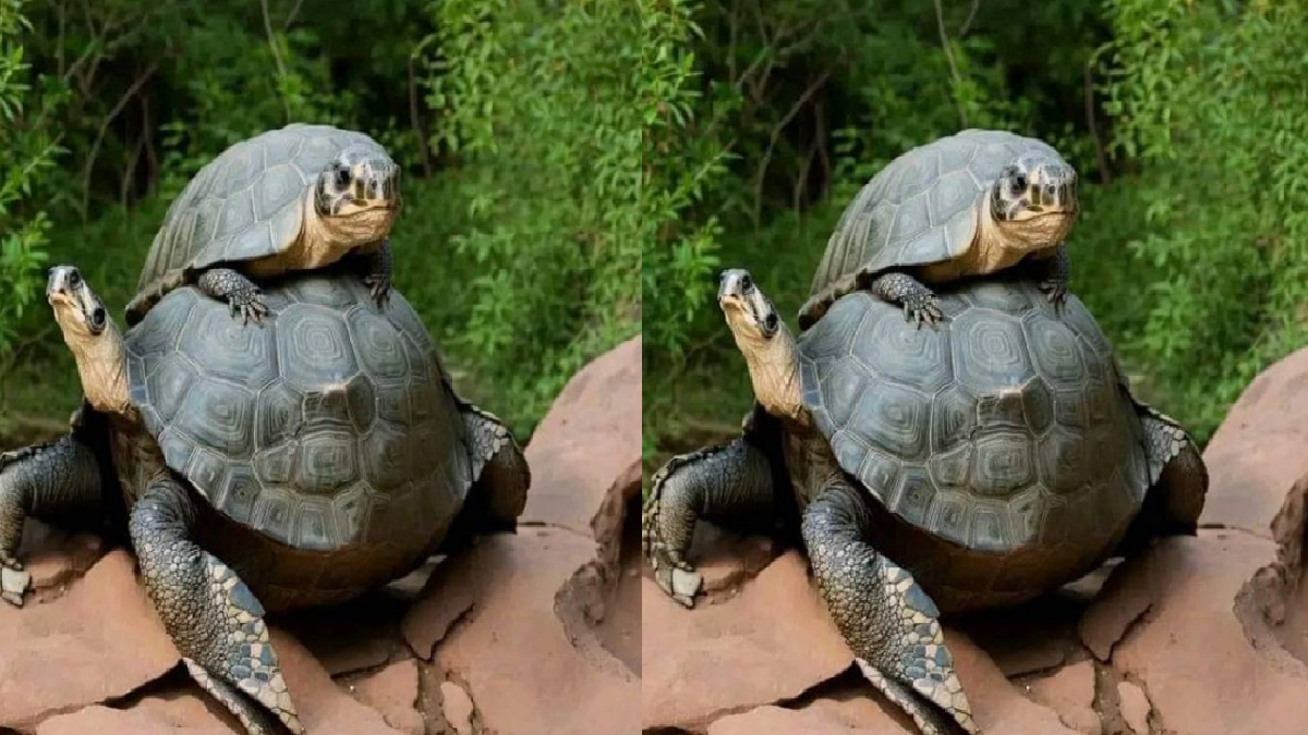 optical-illusion-lets-see-how-much-of-an-ms-dhoni-fan-are-you-can-you-spot-him-in-the-image-in-under-5-seconds