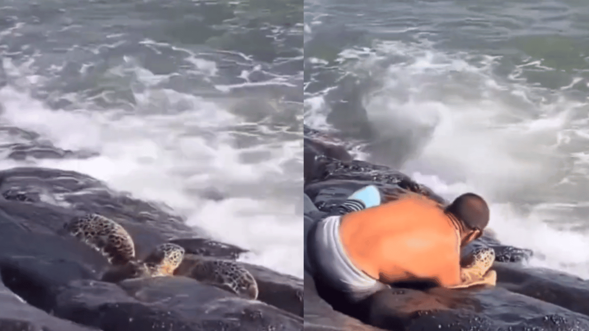 man-helps-turtle-stuck-amid-rocks-dangerously-close-to-wild-ocean-waves-earns-good-samaritan-title-watch-viral-video