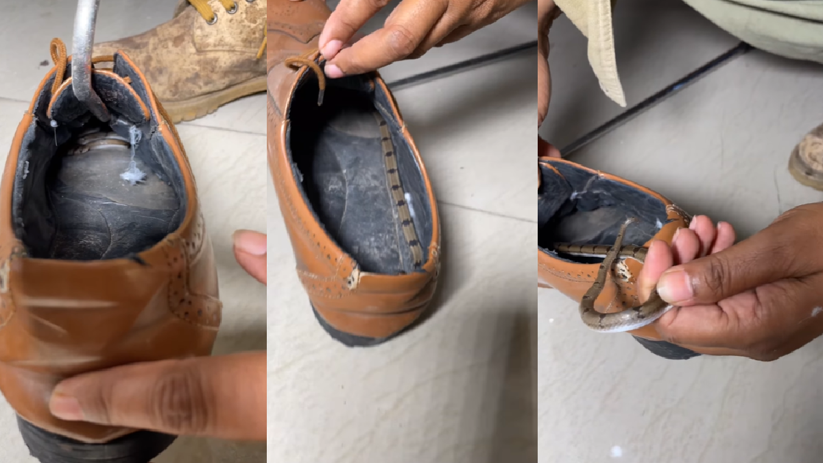 video-of-baby-snake-hiding-inside-shoe-unlocks-new-fear-netizens-say-aaj-se-chappal-pehnege-watch-viral-video