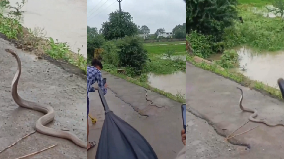 viral-video-men-sing-birthday-song-to-snake-internet-says-sare-nacho-nagoba-turns-one-watch