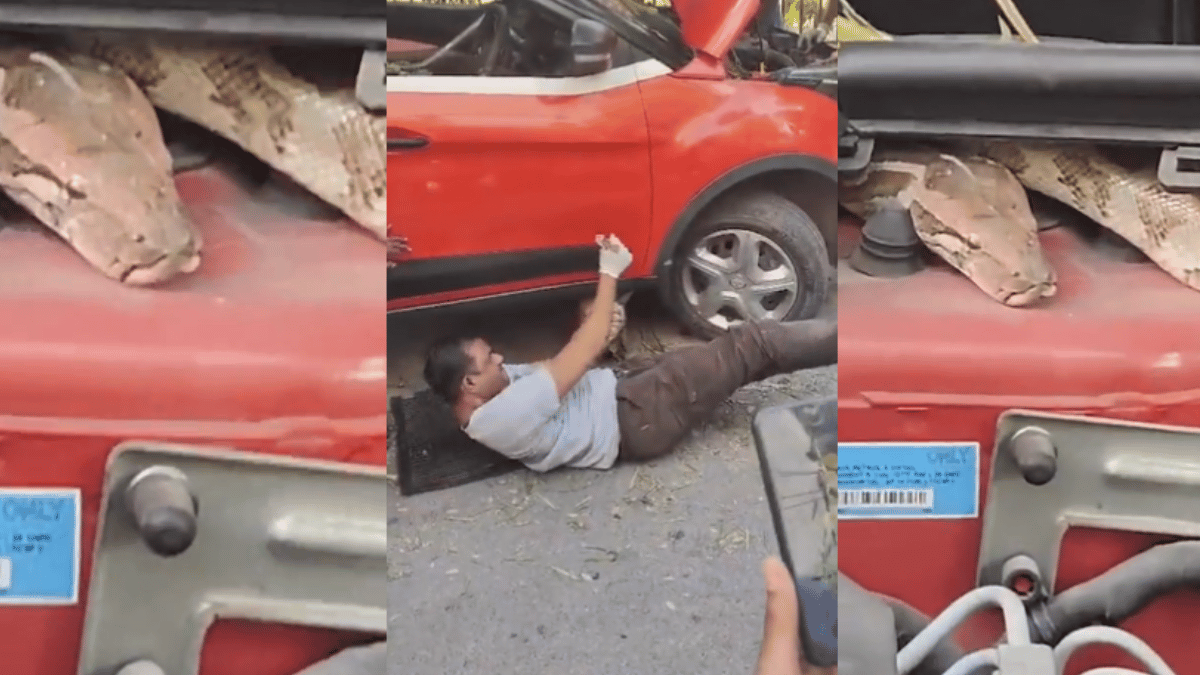 6-foot-python-caught-on-car-engine-in-south-delhi-delhiites-terrified-watch-viral-video