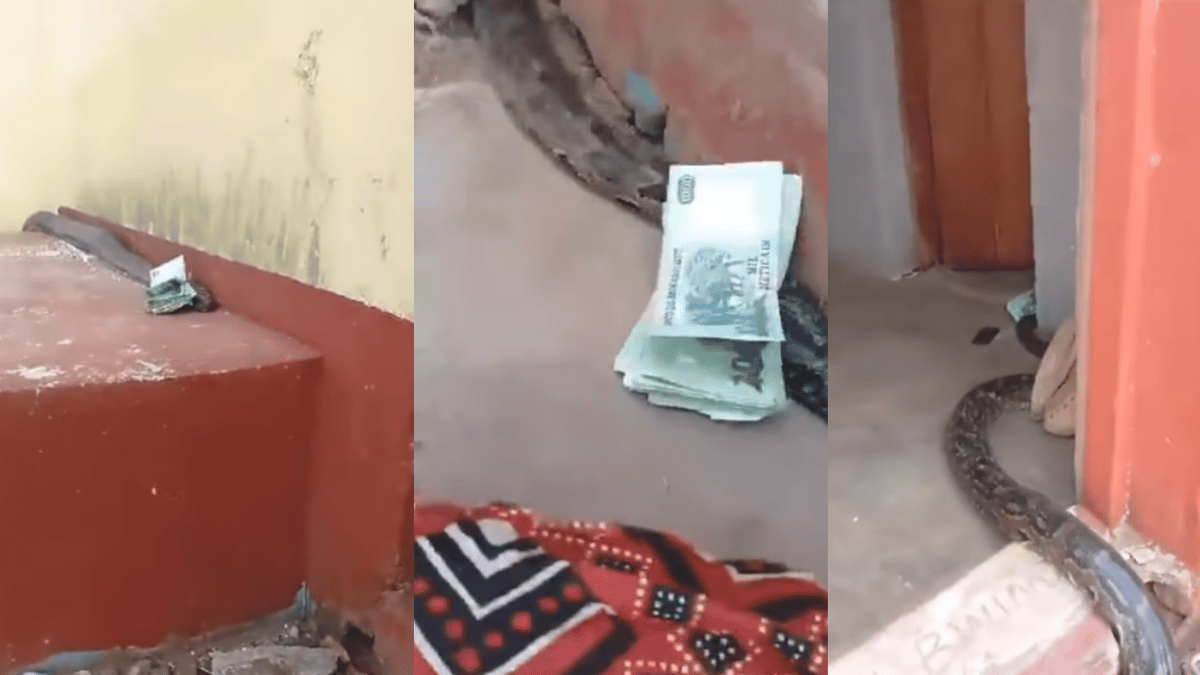 Python Viral Video: Massive Snake Stealing Money Leaves Internet ...