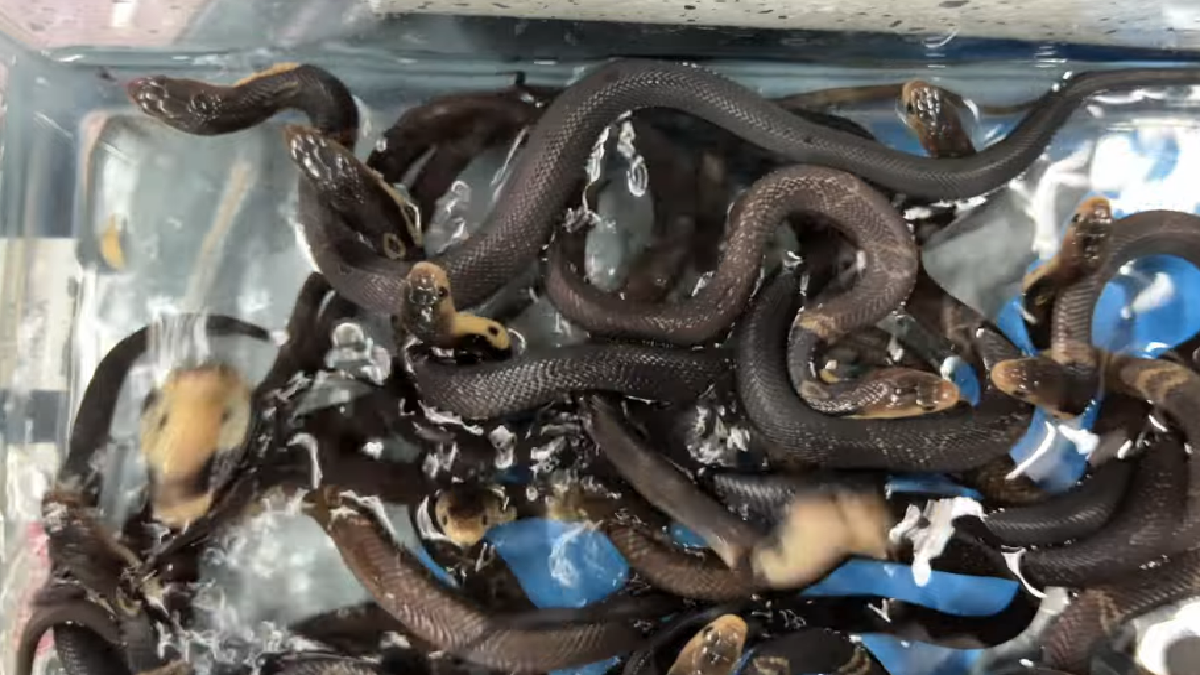 man-gives-pet-baby-cobras-a-bath-viral-video-sends-shiver-down-the-spine-of-netizens-watch