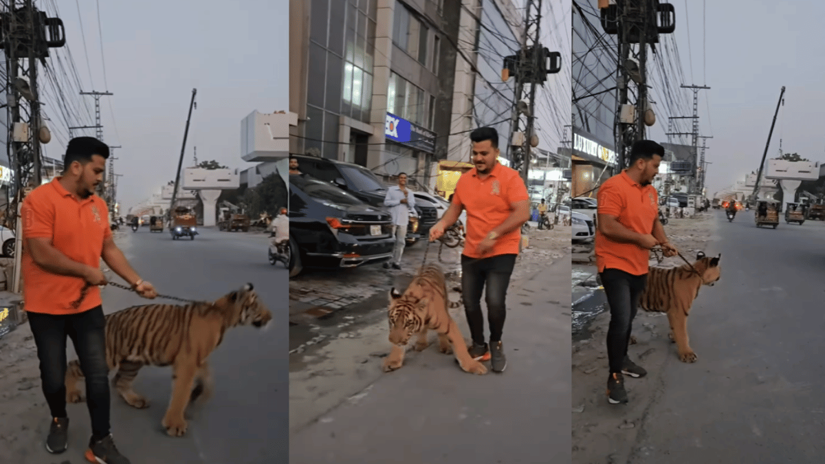 man-takes-out-chained-tiger-for-walk-viral-video-triggers-outrage-watch