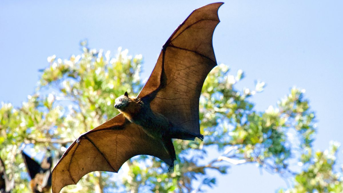 nipah-virus-found-in-fruit-bats-in-wayanad-kerala-icmr-veena-george-latest-update-kozhikode