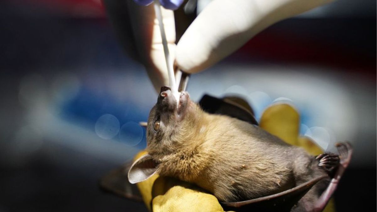 nipah-virus-antibodies-found-in-bats-in-kerala-kozhikode-maruthonkara-veena-george-infection-latest-news