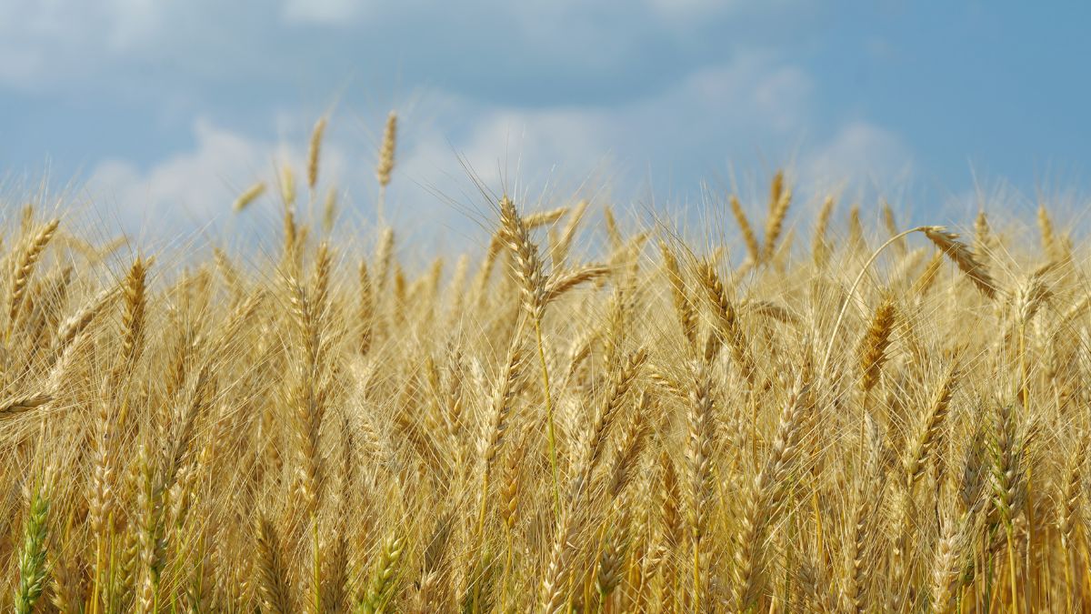 Top 5 Health Benefits of Drinking Barley (Jau) Water In The Morning