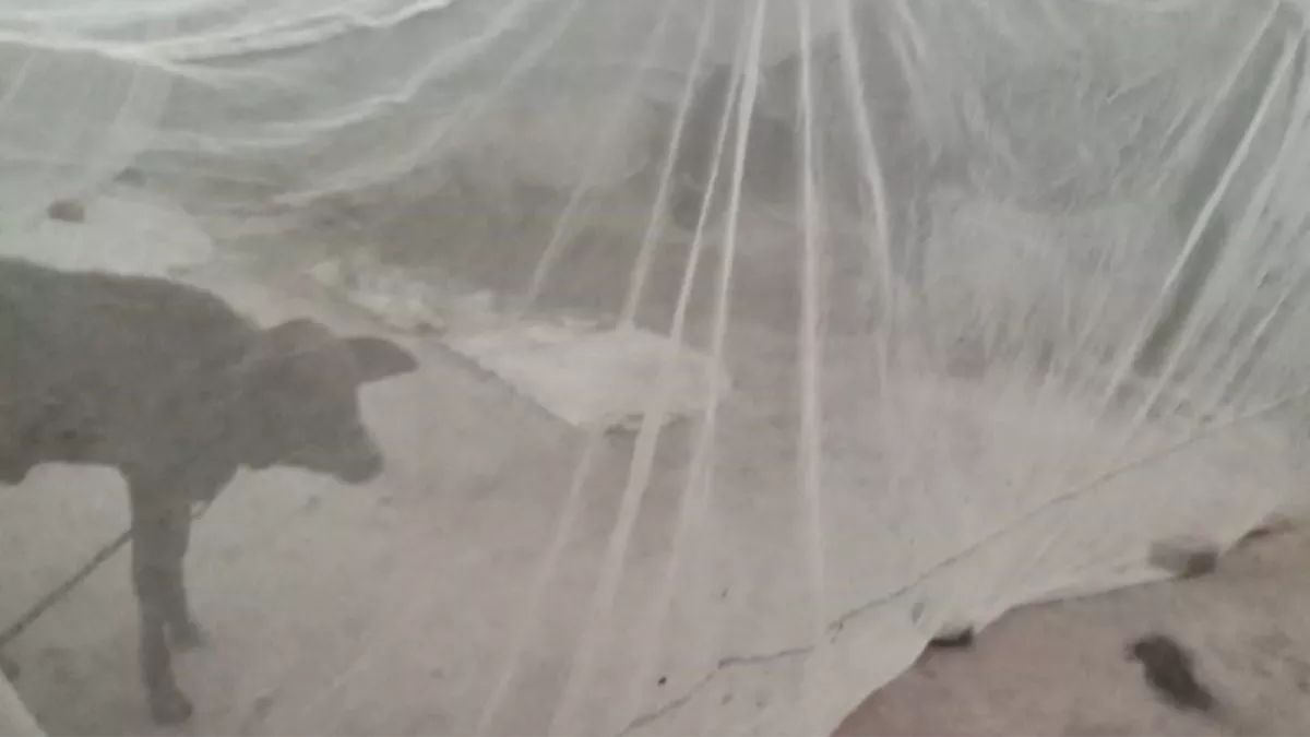 bihar-news-residents-of-this-village-protect-their-cattle-from-mosquitoes-with-nets