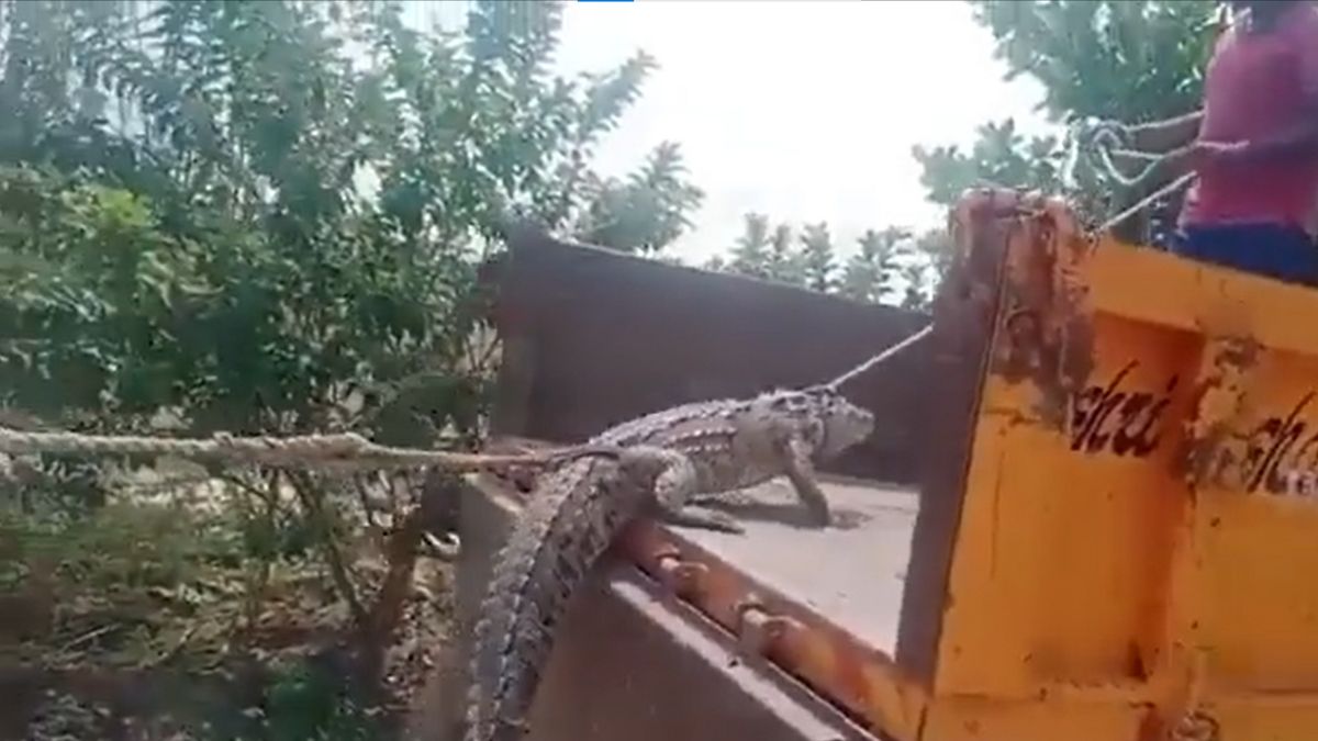 karnataka-farmers-take-crocodile-to-govt-office-in-protest-against-irregular-power-cuts-watch