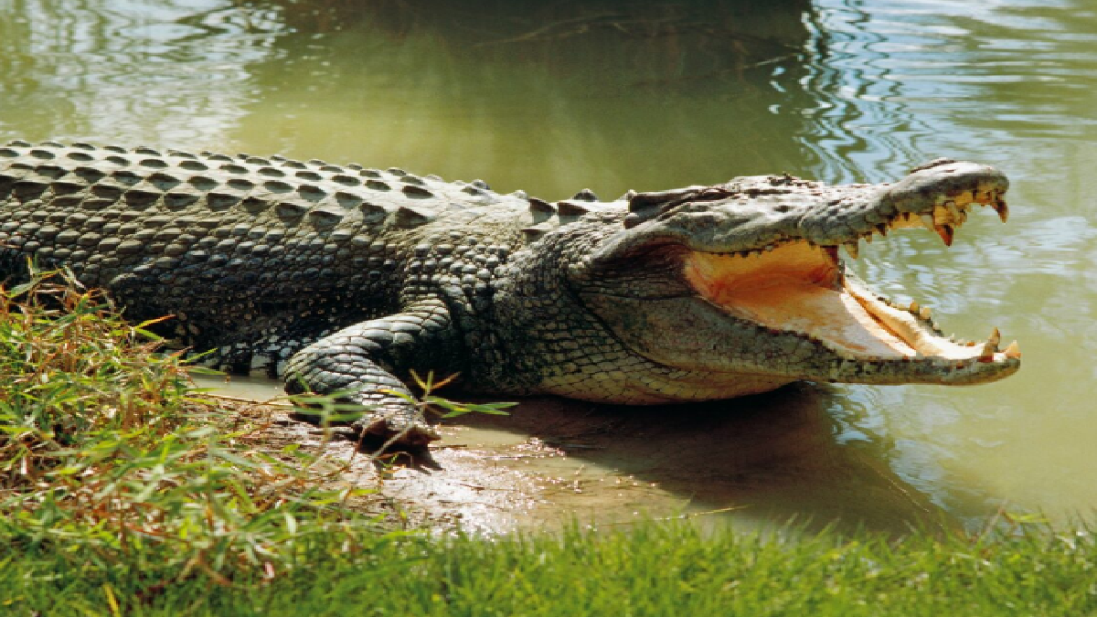 3000 Crocodiles Mistake Helicopters Sound For Mating Call In Australia End Up Having Sex 