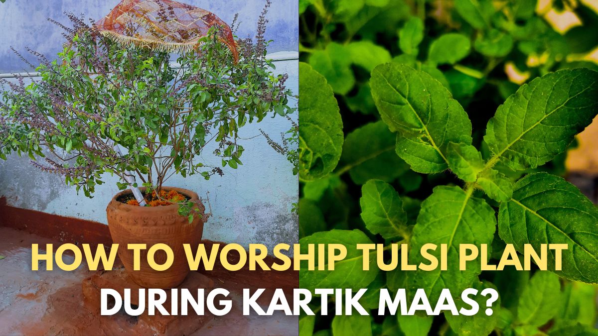 kartik-maas-2023-how-to-worship-tulsi-plant-during-this-sacred-month