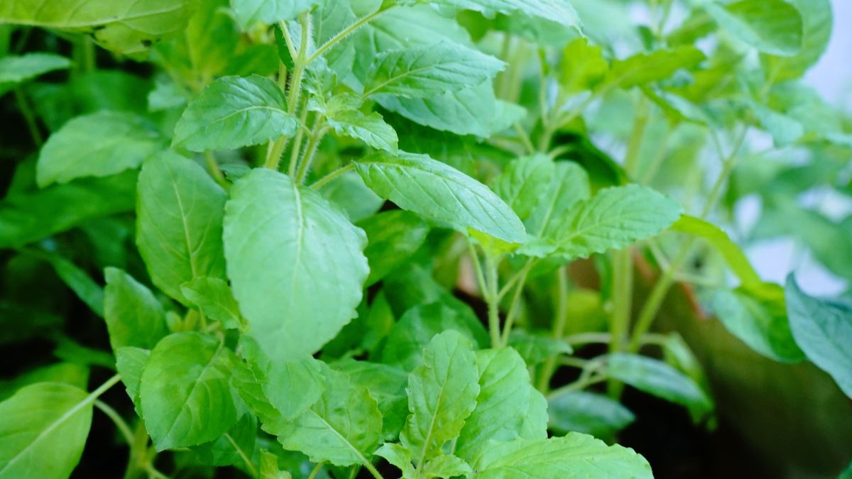 Kartik Maas 2023 How To Worship Tulsi Plant During This Sacred Month